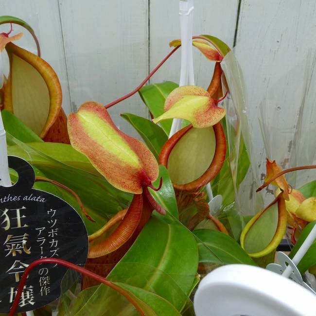 【特大】 ウツボカズラ　アラータ　狂氣令嬢ヒスイ　食虫植物 Amazon｜食虫植物 ネペンテス アラータ 狂氣令嬢 アカネ 4号